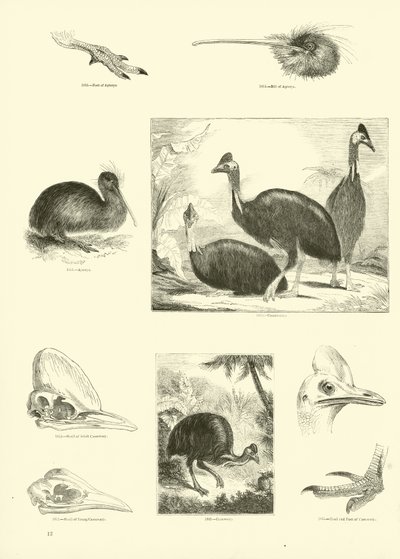 Seite aus dem Bildmuseum der belebten Natur von English School