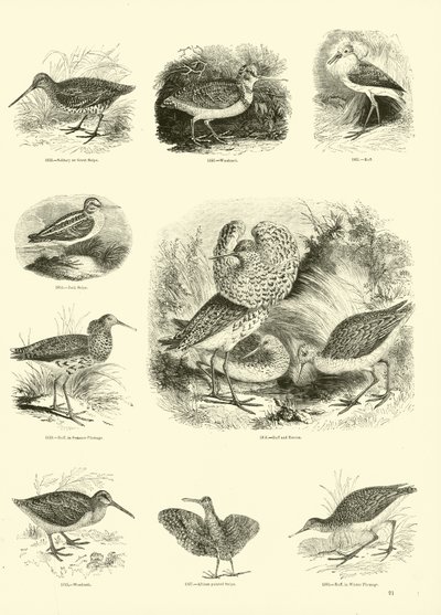 Seite aus dem Bildmuseum der belebten Natur von English School