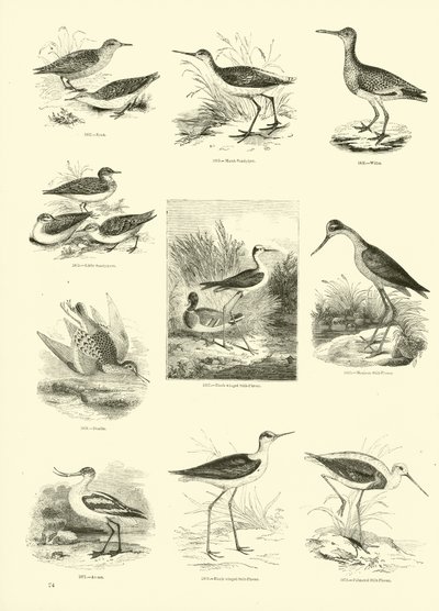 Seite aus dem Bildmuseum der belebten Natur von English School