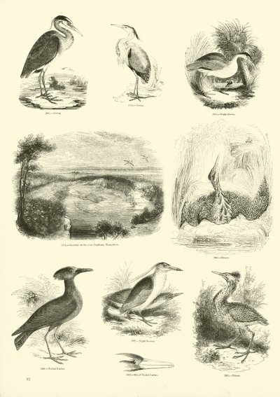 Seite aus dem Bildmuseum der belebten Natur von English School