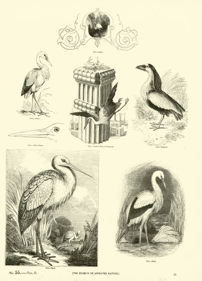 Seite aus dem Bildmuseum der belebten Natur von English School