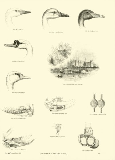 Seite aus dem Bildmuseum der belebten Natur von English School