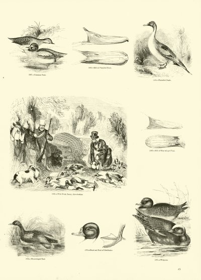 Seite aus dem Bildmuseum der belebten Natur von English School