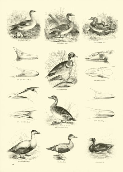 Seite aus dem Bildmuseum der belebten Natur von English School