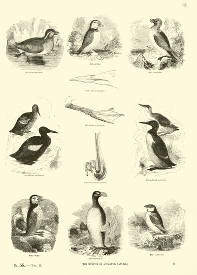 Seite aus dem Bildmuseum der belebten Natur von English School