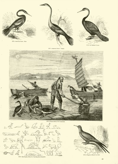 Seite aus dem Bildmuseum der belebten Natur von English School