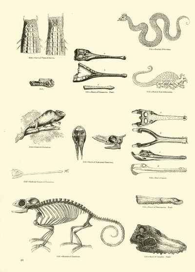 Seite aus dem Bildmuseum der belebten Natur von English School