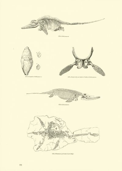 Seite aus dem Bildmuseum der belebten Natur von English School