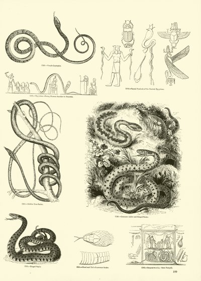 Seite aus dem Bildmuseum der belebten Natur von English School