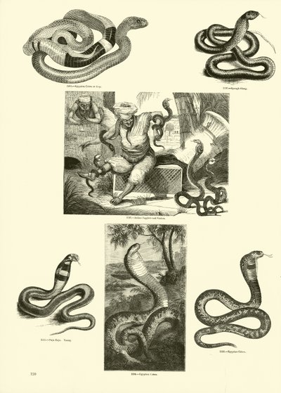 Seite aus dem Bildmuseum der belebten Natur von English School