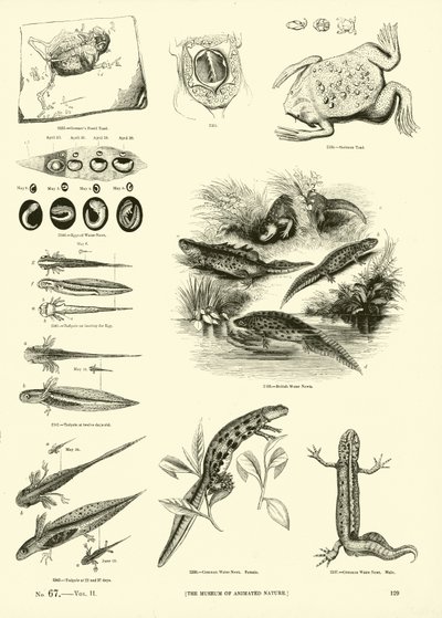 Seite aus dem Bildmuseum der belebten Natur von English School