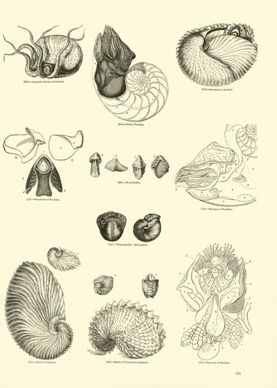 Seite aus dem Bildmuseum der belebten Natur von English School