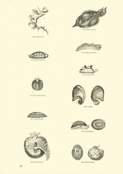 Seite aus dem Bildmuseum der belebten Natur von English School