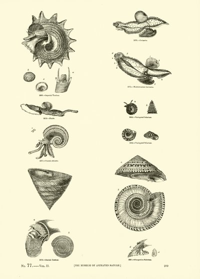 Seite aus dem Bildmuseum der belebten Natur von English School