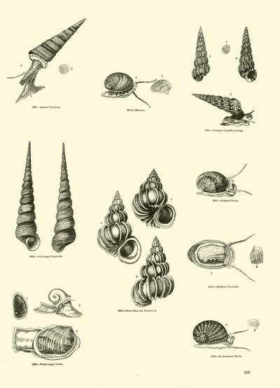 Seite aus dem Bildmuseum der belebten Natur von English School