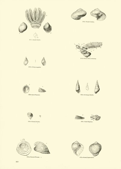 Seite aus dem Bildmuseum der belebten Natur von English School