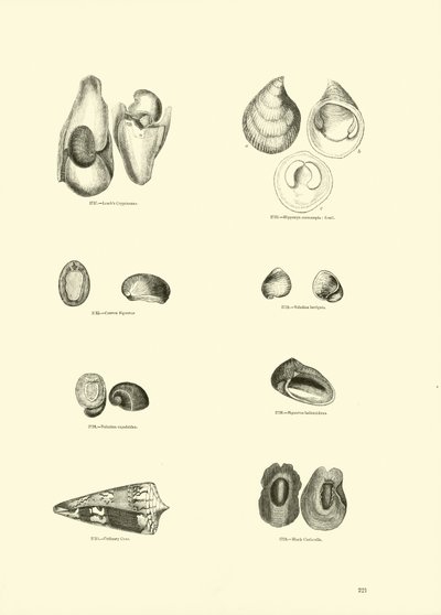Seite aus dem Bildmuseum der belebten Natur von English School