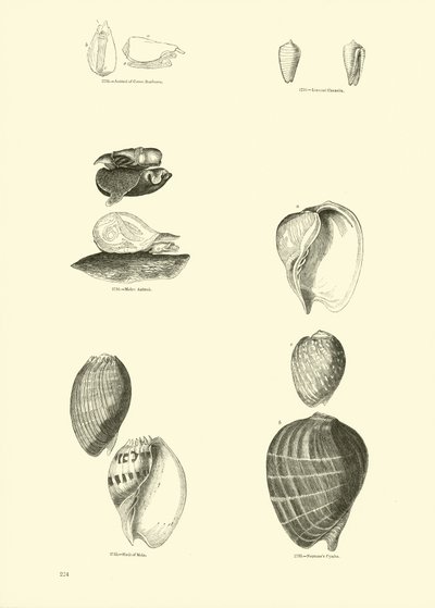 Seite aus dem Bildmuseum der belebten Natur von English School