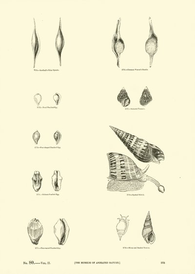 Seite aus dem Bildmuseum der belebten Natur von English School