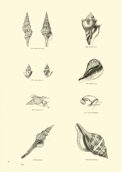 Seite aus dem Bildmuseum der belebten Natur von English School