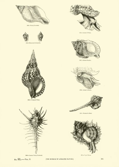 Seite aus dem Bildmuseum der belebten Natur von English School