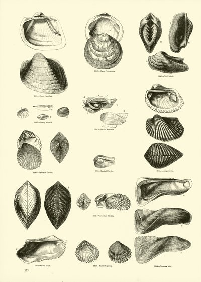 Seite aus dem Bildmuseum der belebten Natur von English School