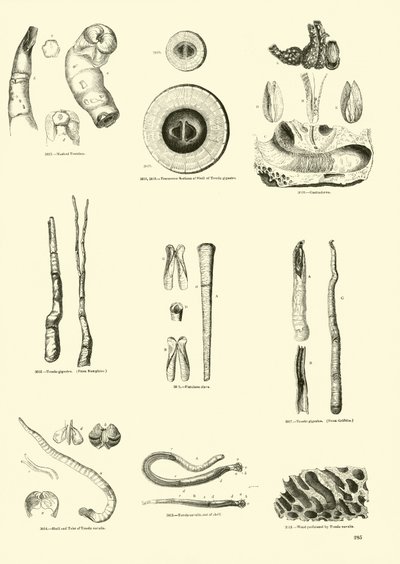Seite aus dem Bildmuseum der belebten Natur von English School