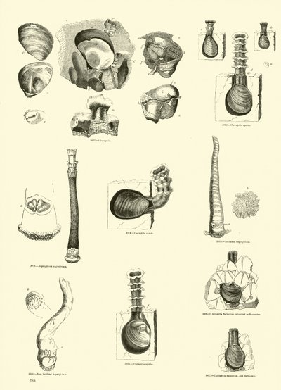 Seite aus dem Bildmuseum der belebten Natur von English School