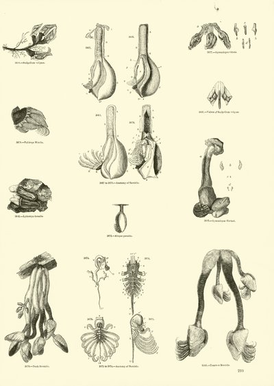 Seite aus dem Bildmuseum der belebten Natur von English School