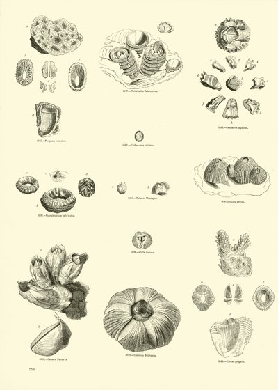 Seite aus dem Bildmuseum der belebten Natur von English School