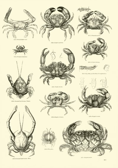 Seite aus dem Bildmuseum der belebten Natur von English School