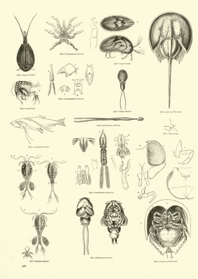 Seite aus dem Bildmuseum der belebten Natur von English School