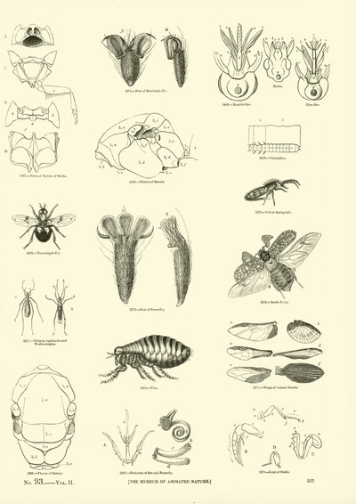 Seite aus dem Bildmuseum der belebten Natur von English School
