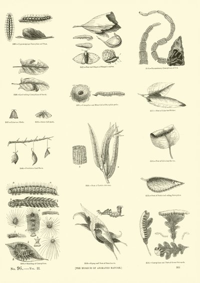 Seite aus dem Bildmuseum der belebten Natur von English School