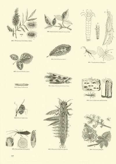 Seite aus dem Bildmuseum der belebten Natur von English School