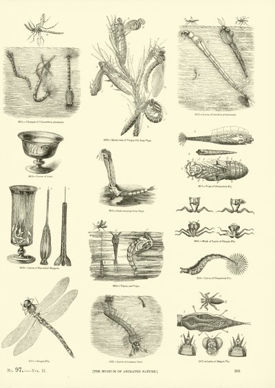 Seite aus dem Bildmuseum der belebten Natur von English School