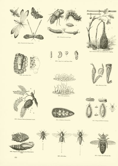 Seite aus dem Bildmuseum der belebten Natur von English School