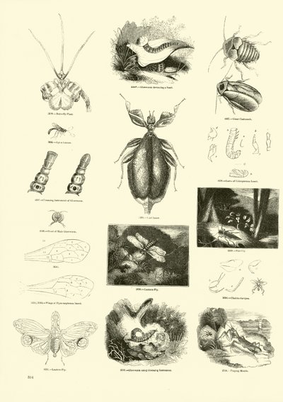 Seite aus dem Bildmuseum der belebten Natur von English School