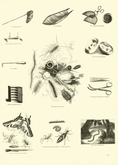 Seite aus dem Bildmuseum der belebten Natur von English School