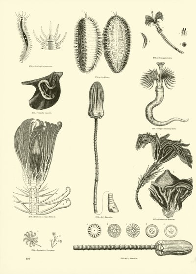 Seite aus dem Bildmuseum der belebten Natur von English School