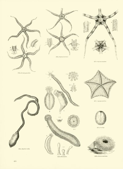Seite aus dem Bildmuseum der belebten Natur von English School