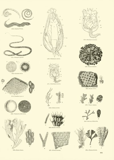 Seite aus dem Bildmuseum der belebten Natur von English School