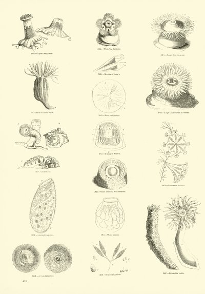 Seite aus dem Bildmuseum der belebten Natur von English School