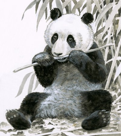 Panda kaut Bambus von English School