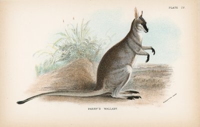 Parrys Wallaby von English School
