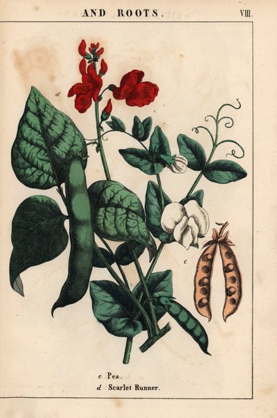 Erbsen und Stangenbohnen mit scharlachroten und weißen Blüten, aus "The Instructive Picturebook, or Lessons from the Vegetable World," [Charlotte Mary Yonge], Edinburgh von English School