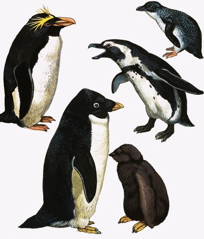Pinguine von English School