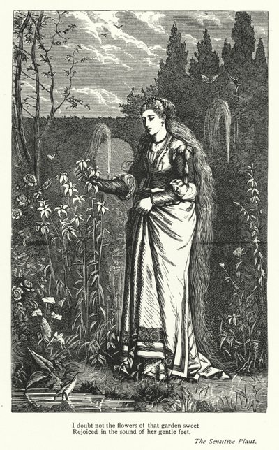 Percy Bysshe Shelley: Illustration für The Sensitive Plant (Stich) von English School