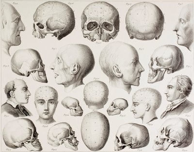 Phrenologische Illustration, die die psychologischen Beziehungen des Gehirns zeigt, aus einem Druck des 19. Jahrhunderts von English School