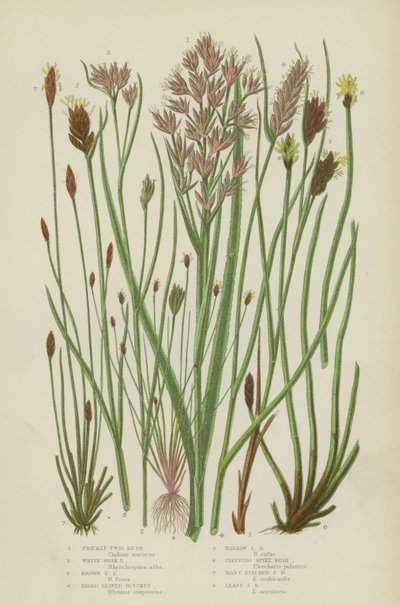 Stachelige Zweigrush, Weiße Schnabelrush, Braune Schnabelrush, Breitblättriger Blysmus, Schmalblättriger Blysmus von English School